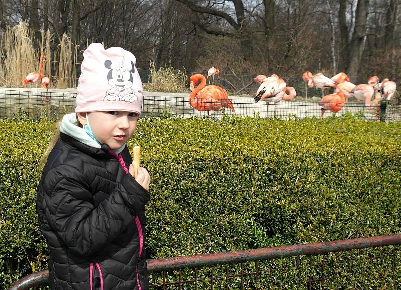 První den v ostravské zoologické zahradě v Michálkovicích po rozvolnění vládních opatření proti čínské nákaze je docela rušný.