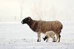 Zoo Ostrava hlásí první letošní přírůstky. Jsou jimi tři jehňata ovcí mongolských.