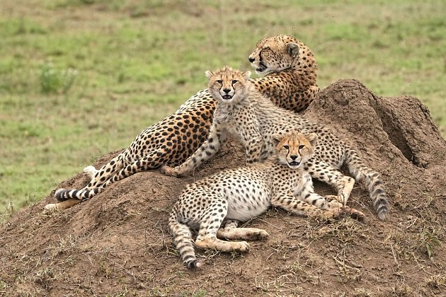 Gepardí rodinka.