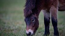 Na Kozmické ptačí louky bylo v listopadu 2019 vypuštěno stádo exmoorských pony.