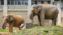 Březí samice slona indického v ostravské zoo. Ilustrační foto.
