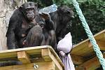 Šimpanzí matka Hope, které je 18 let, a její dvouměsíční mladě oslavili křtiny. Mladě se jmenuje Beira 