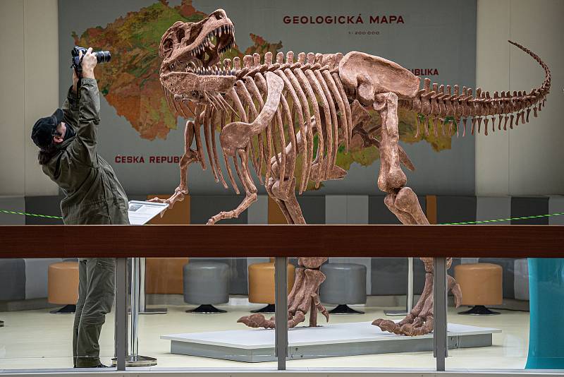 V Geologickém pavilonu v areálu VŠB-TUO (Vysoké školy báňské - Technické univerzity Ostrava) odhalili 2,5 metru vysoký a pět metrů dlouhý model kostry tyranosaura rexe, 18. ledna 2022.