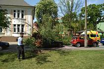 Spadlý strom v Bohumíně, 30. dubna 2018