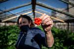 Pěstování chilli papriček v Zahradnictví Poruba pro výrobce omáček Gaston Chilli, říjen 2020 v Ostravě. Majitelka zahradnictví Františka Bestová sbírá papričky.