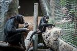 Šimpanzí samičky, které byly do ostravské zoologické zahrady přivezeny ze Zoo Lipsko.