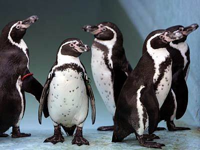 Tučňáci v zoo