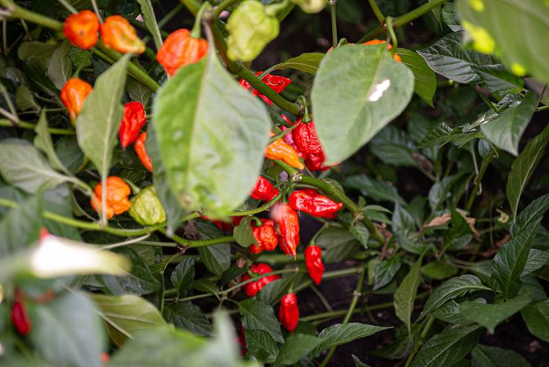 V Zahradnictví Poruba pěstují chilli pro výrobce omáček Gaston Chilli, 6. října 2020 v Ostravě.