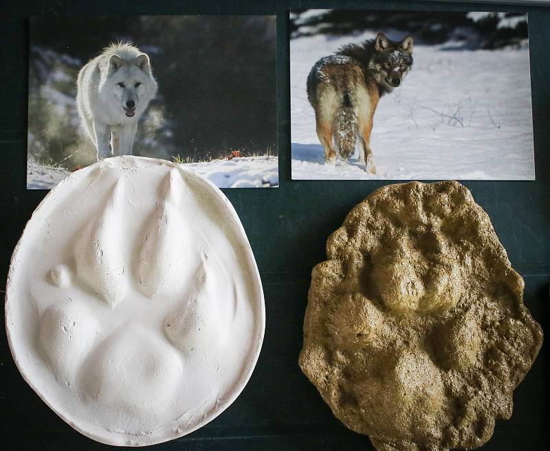 Jak se žije rysům a dalším šelmám v Beskydech. Akce pro veřejnost v ostravské zoologické zahradě, 4. května 2019 v Ostravě.