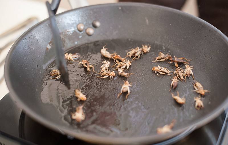 Ochutnávka hmyzích specialit v Ostravě. Ilustrační foto.