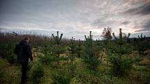  V České republice se podle sdružení ročně spotřebuje asi 1,3 až 1,5 milionu vánočních stromků, a to jak těch domácích, tak těch z dovozu. Na snímku plantáž vánočních stromků ve Vratimově. 