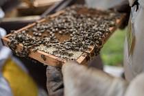 Na tom, jaká bude letošní sezona pro včelaře, se podepíše zejména počasí v nejbližších dnech.