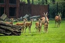 Zoo Ostrava. Ilustrační foto.