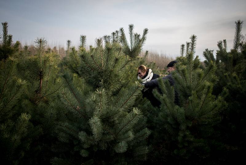 Prodej Vánočních stromečků na plantáži ve Vratimově 1. prosince 2018.