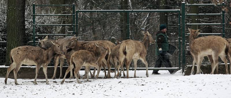 Zvířata v ostravské zoo v zimě regenerují. Chladnější počasí láká ven i exotická zvířata. 