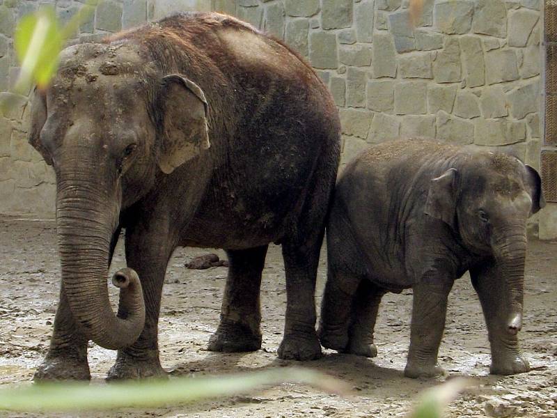 Slůně Rashmi z ostravské zoo slaví 2. narozeniny. 