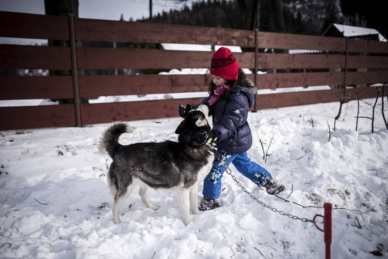 Jako na Aljašce si museli připadat lidé, kteří v sobotu navštívili Bordovice na Novojičínsku, kde se konaly závody psích spřežení.