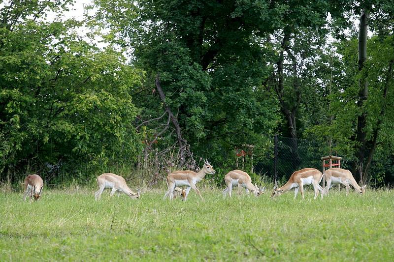 Zoo Ostrava.