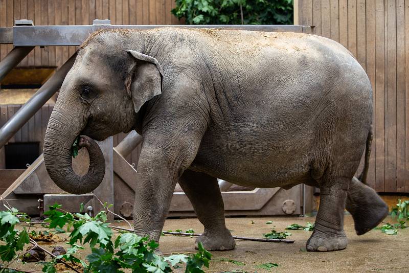Slon v ostravské zoo, 19. srpna 2019.
