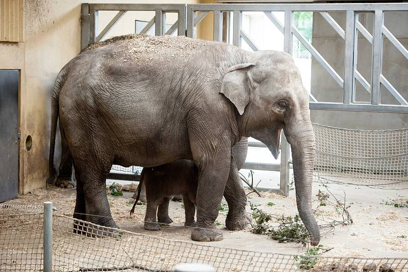 Mláďata v Zoo Ostrava narozená v posledních letech.