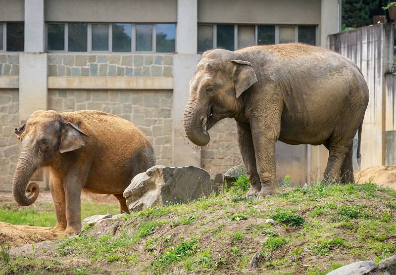 Sloni v ostravské zoo, červen 2017.