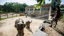 Sprcha pro slony v ostravské zoo je jedním z možných druhů ochlazení, které si mohou zvířata dopřát.