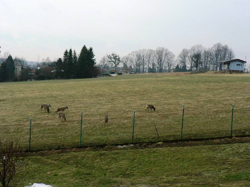 FOTO PRO SROVNÁNÍ: 30. března 2013, Bílá sobota, Třanovice, M. Krpelíková