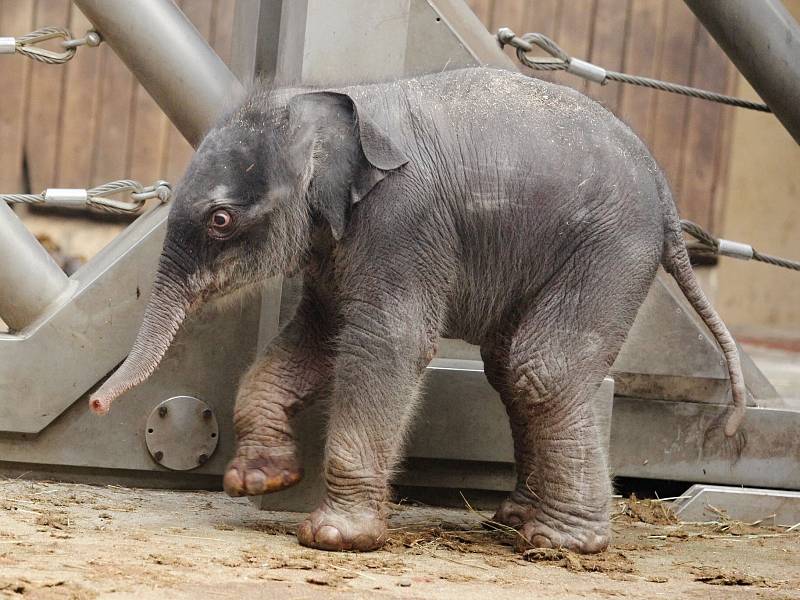 Sloní mládě narozené 4. února 2014 v ZOO Ostrava.