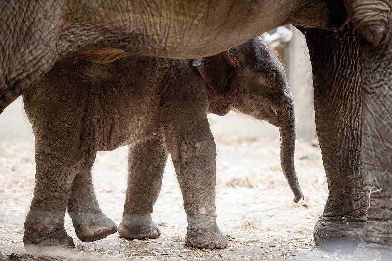 Mládě slona indického (jménem Chandru), které se narodilo  8. července 2017 v ZOO Ostrava. Sameček je v péči své matky, dvacetileté samice Vishesh, 26. července 2017 v Ostravě.Jméno Chandru znamená Měsíc. Dvacetiletá slonice Vishesh rodila celkem třikrát,