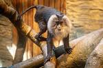 Zoo Ostrava otevřela nové expozice pro primáty makaky lví, 15. srpna 2022.