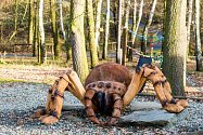 Obří dřevěný pavouk v ostravské ZOO.