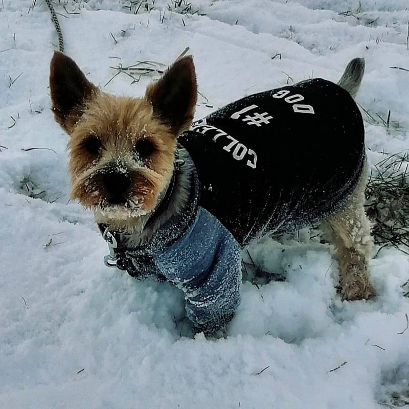 Hana Sieberová ze Slovácka poslala sportovně oděného "jorkšíra".