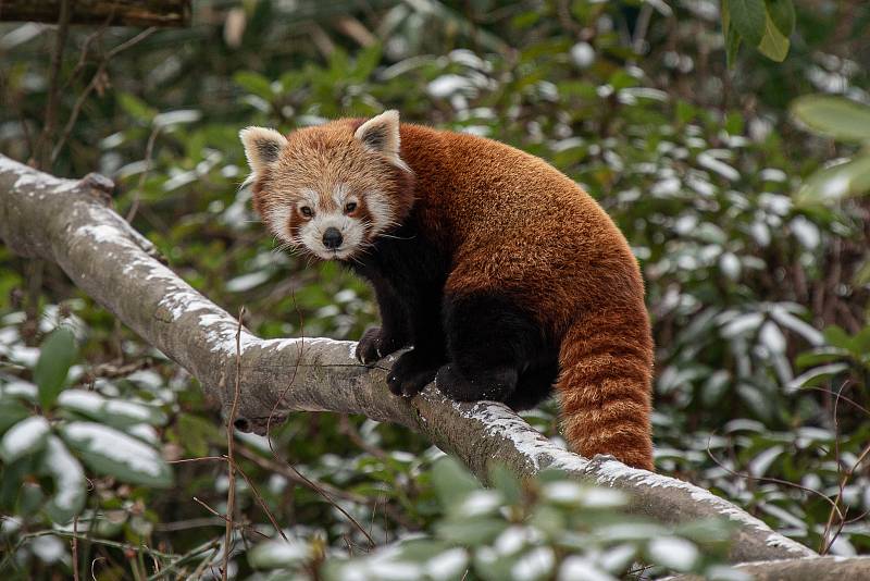 Zoo Ostrava je nadále dle nařízení vlády uzavřená, 6. února 2021 v Ostravě. Panda červená.