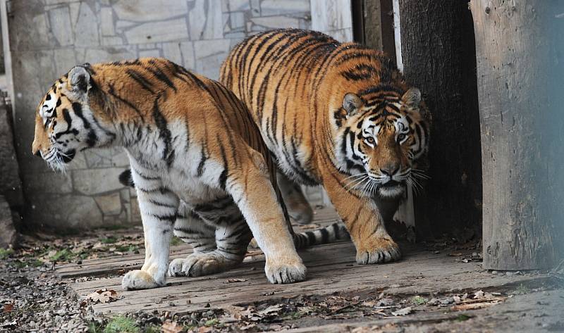 Tygří bratři Eda a Elton opustí v lednu ostravskou zoologickou zahradu. Jejich novými domovy se stanou  litevská Zoo Kaunas a Woburn Safari Park v Anglii.