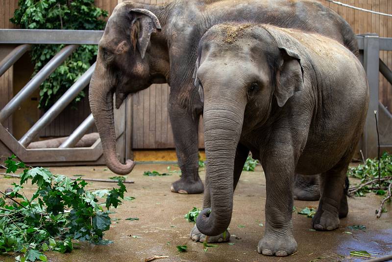 Sloni v ostravské ZOO.