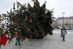 Do centra Ostravy dorazila dominanta vánoční výzdoby. Dvanáctimetrový smrk přivezli na Masarykovo náměstí z polesí v Horní Čeladné. 