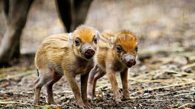 Malá prasátka z Filipín v ostravské zoo.