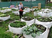 Jednou z ostravských pěstitelek, která se o svou zelenou úrodu chodí do komunitní zahrady Tržnice pravidelně starat, je i Lucie Sembolová. 