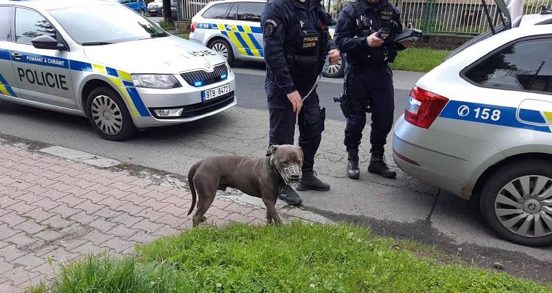 Případů napadení dětí psy v Ostravě přibývá. Policie vyzývá majitele i rodiče. Ilustrační foto.