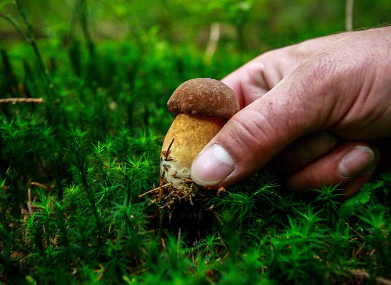 Houbařský úlovek z Beskyd, v okolí přehrady Morávka, 1. července 2018.