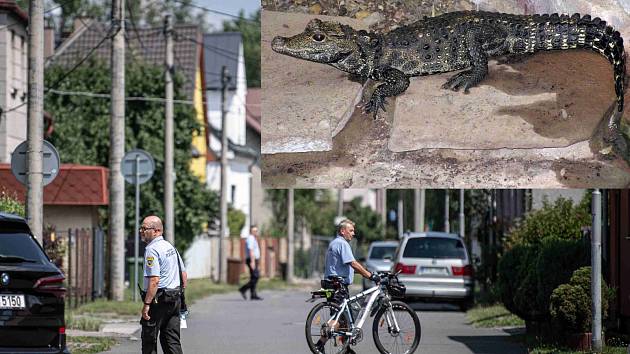 Policisté se strážníky v Ostravě pátrají po ztraceném krokodýlovi.