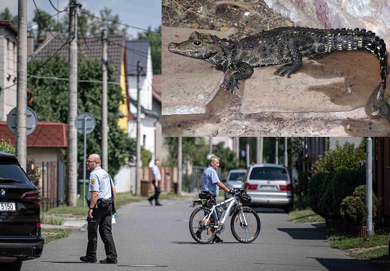 Policisté se strážníky v Ostravě pátrají po ztraceném krokodýlovi.