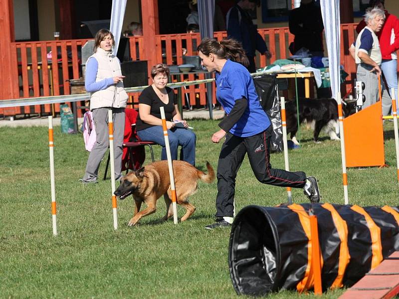 Šikovní pejsci o víkendu závodili v Ostravě-Třebovicích v agility.