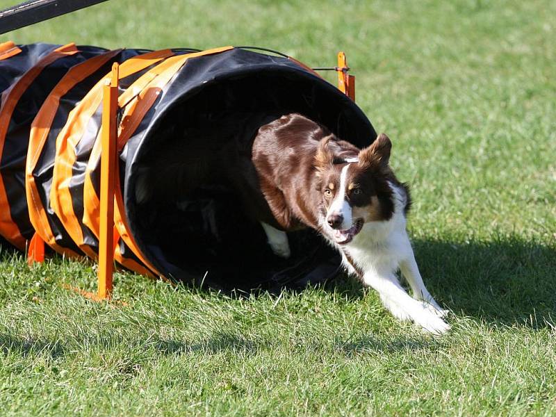 Šikovní pejsci o víkendu závodili v Ostravě-Třebovicích v agility.