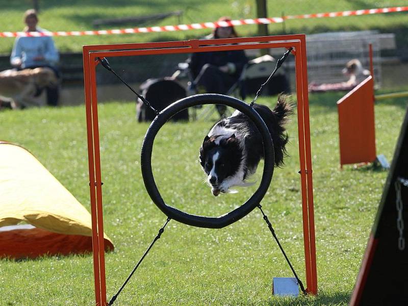 Šikovní pejsci o víkendu závodili v Ostravě-Třebovicích v agility.