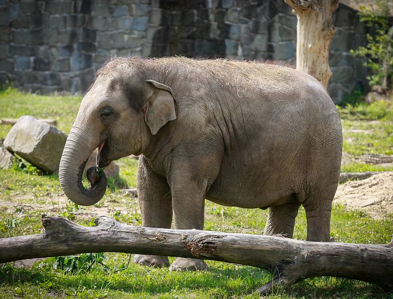 Sloni v ostravské zoo.