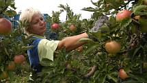 NA JABLKA DO SADU. I letos umožní životičtí ovocnáři lidem, aby si sami nasbírali jablka z jejich stromů.