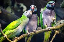 Skupina malých drobných otužilých papoušků z hor. Alexandr čínský je nový obyvatel ostravské zoo.