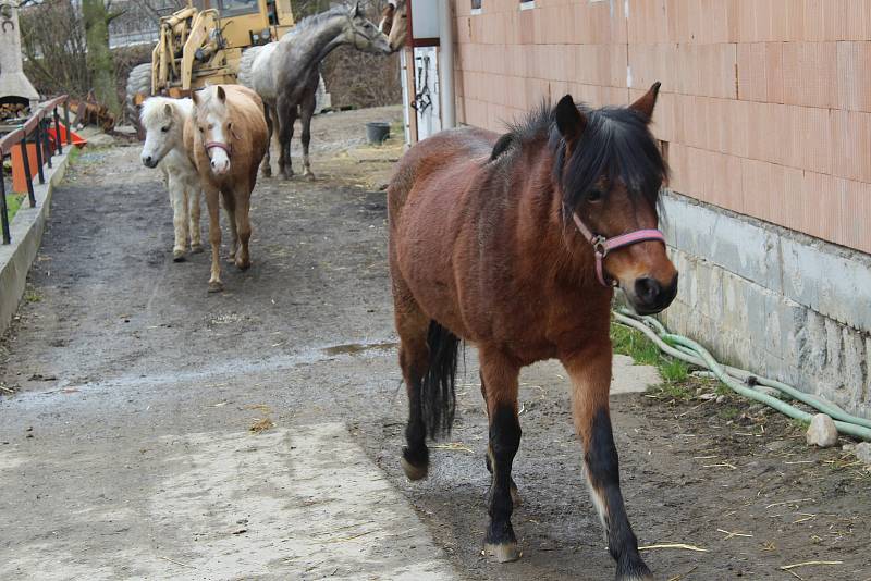 Ranč Duhová víla v Ostravě-Plesné zpřístupnili manželé Holušovi dětem - pořádají tam kroužky, hipoterapii i příměstské tábory.