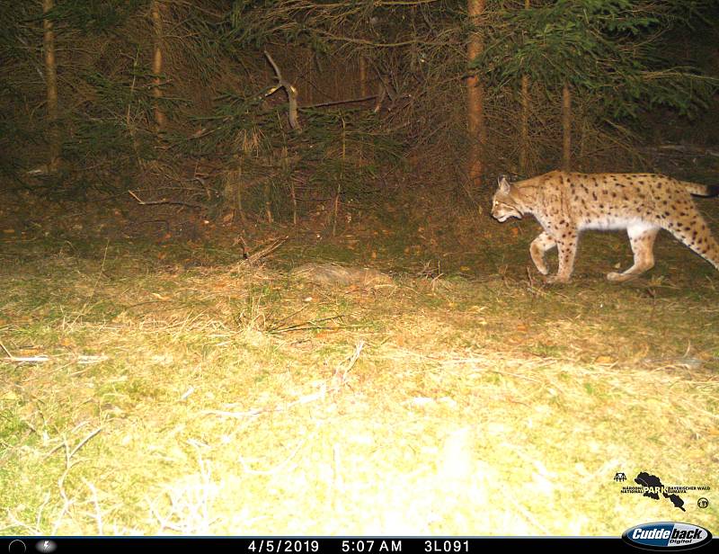 Velké šelmy žijí v Česku volně v přírodě i v soukromých chovech a v Zoo. Ilustrační foto.